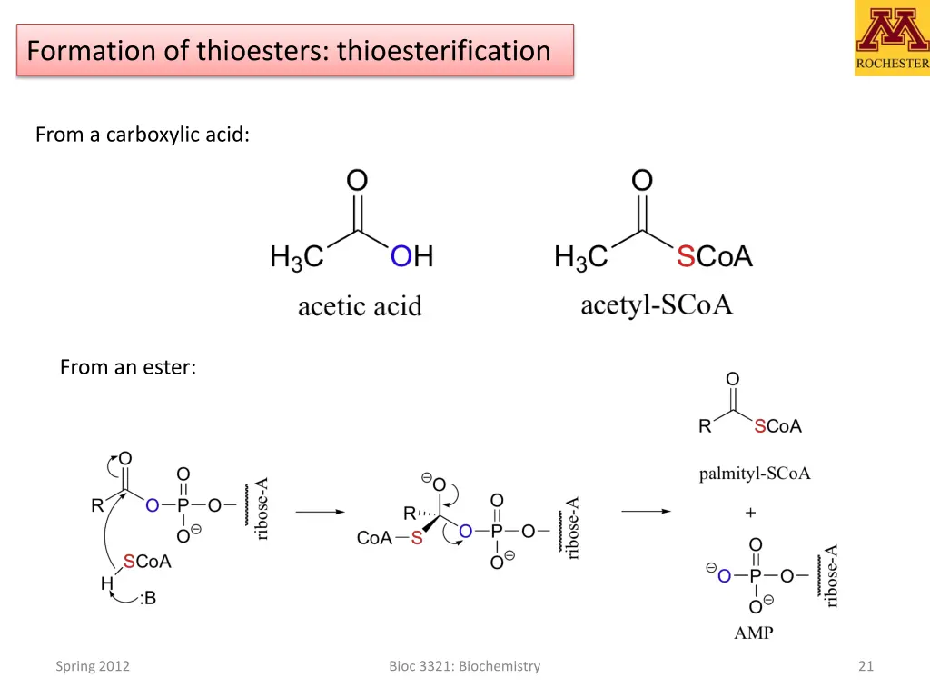 formation of thioesters thioesterification