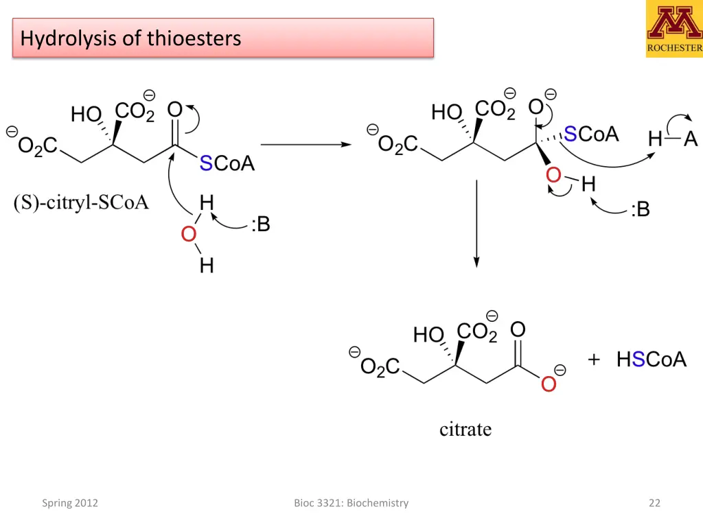 hydrolysis of thioesters