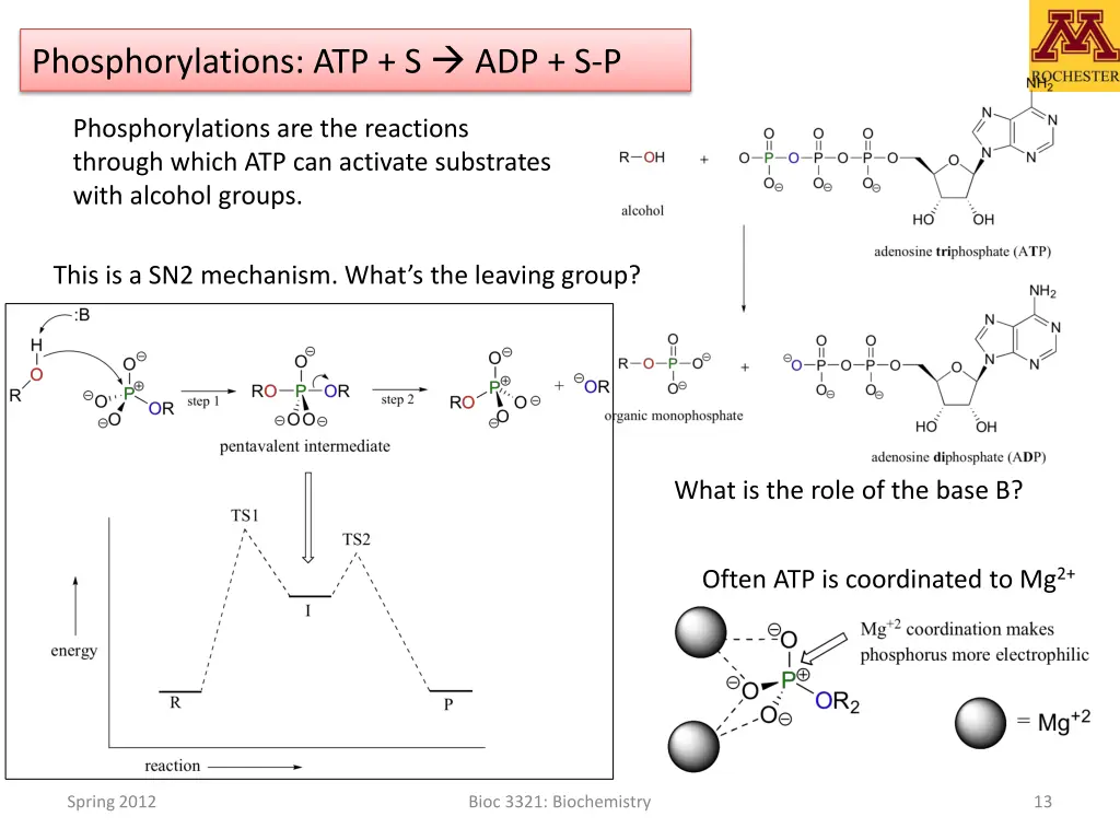 phosphorylations atp s adp s p