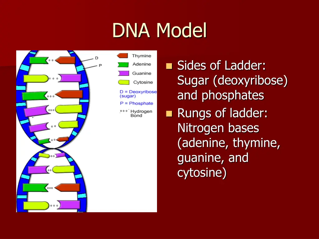 dna model