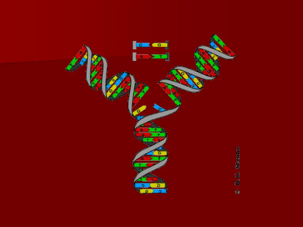 dnarep