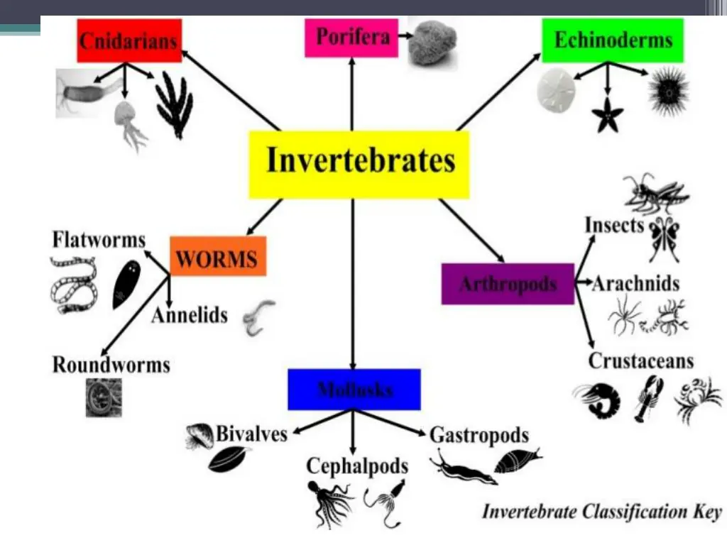 image result for types invertebrates