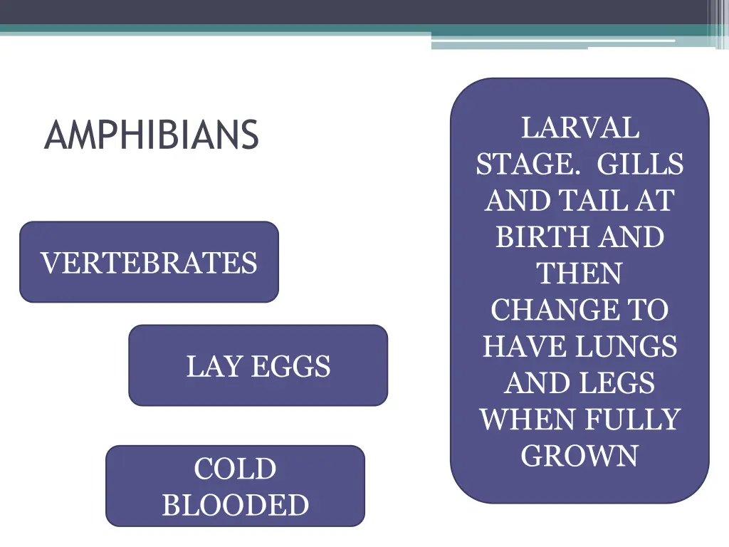 larval stage gills and tail at birth and then