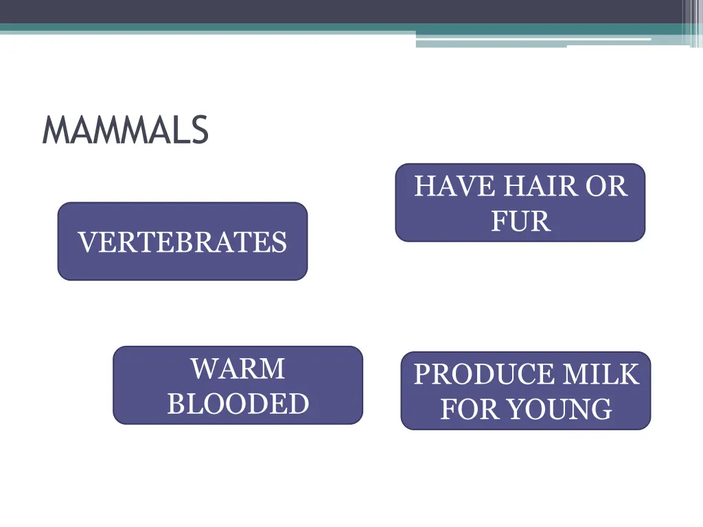 mammals