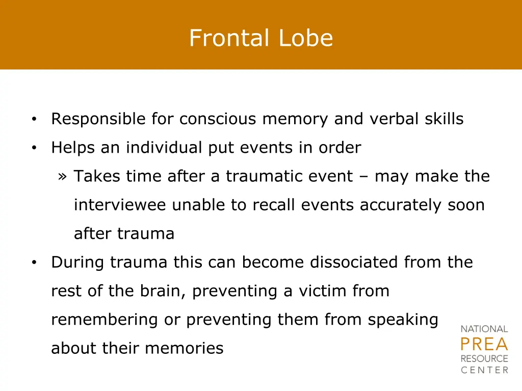 frontal lobe