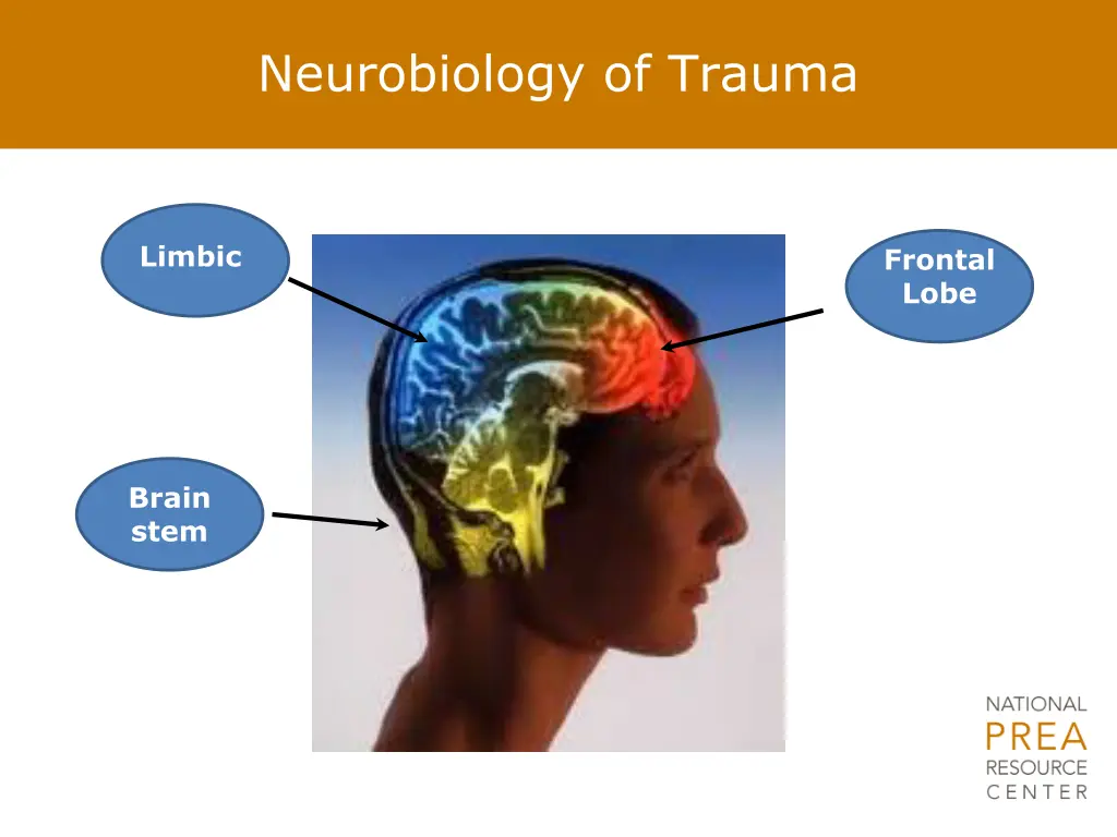 neurobiology of trauma 1