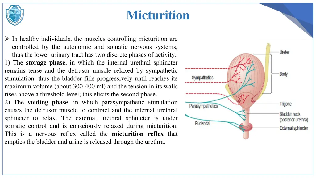 micturition 1