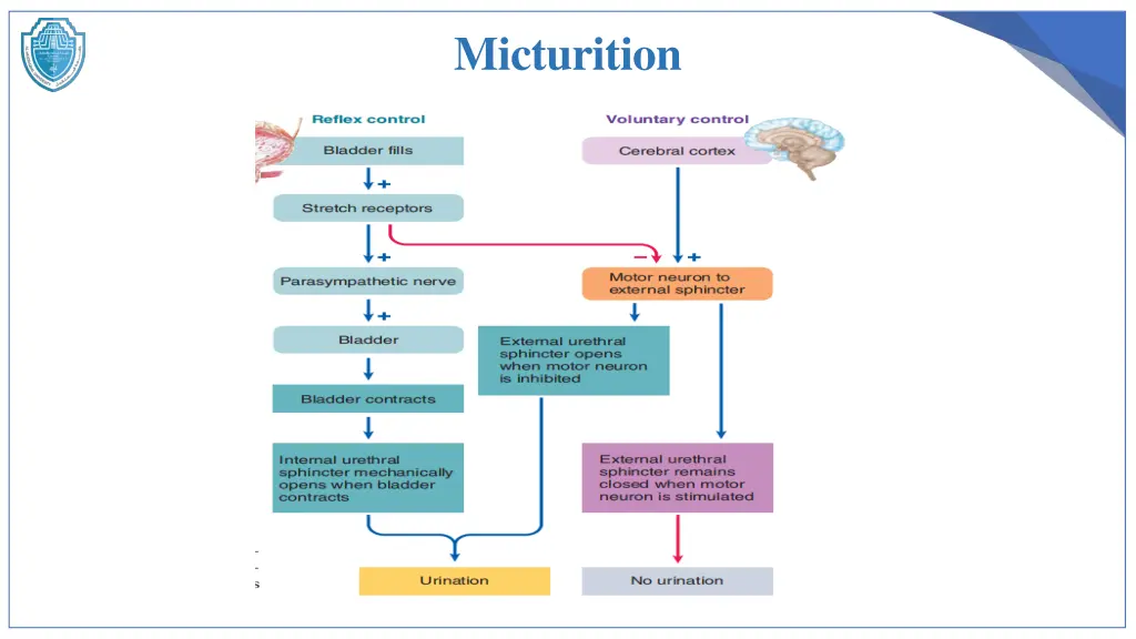 micturition 3