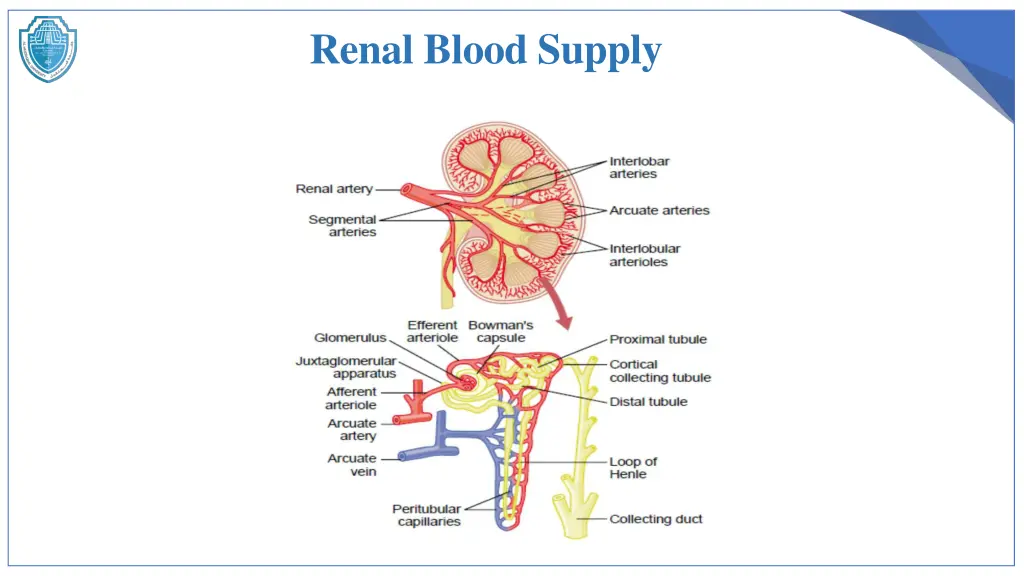 renal blood supply 1