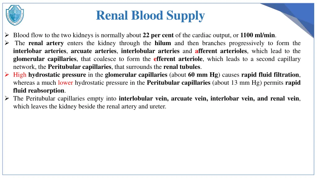 renal blood supply
