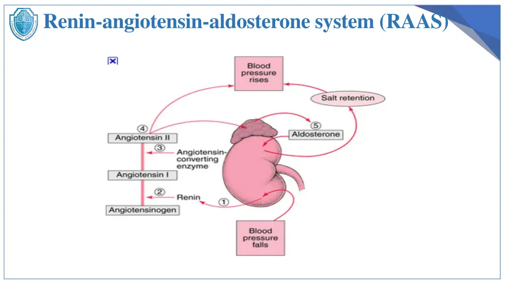 renin angiotensin aldosterone system raas 1