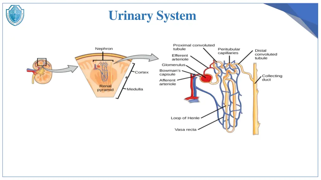 urinary system 2