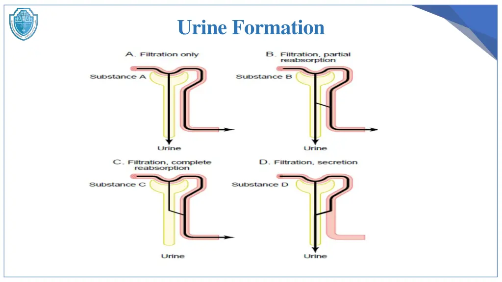 urine formation 1