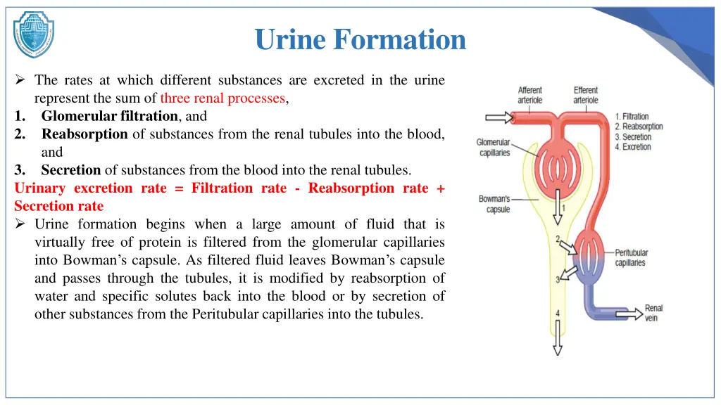 urine formation