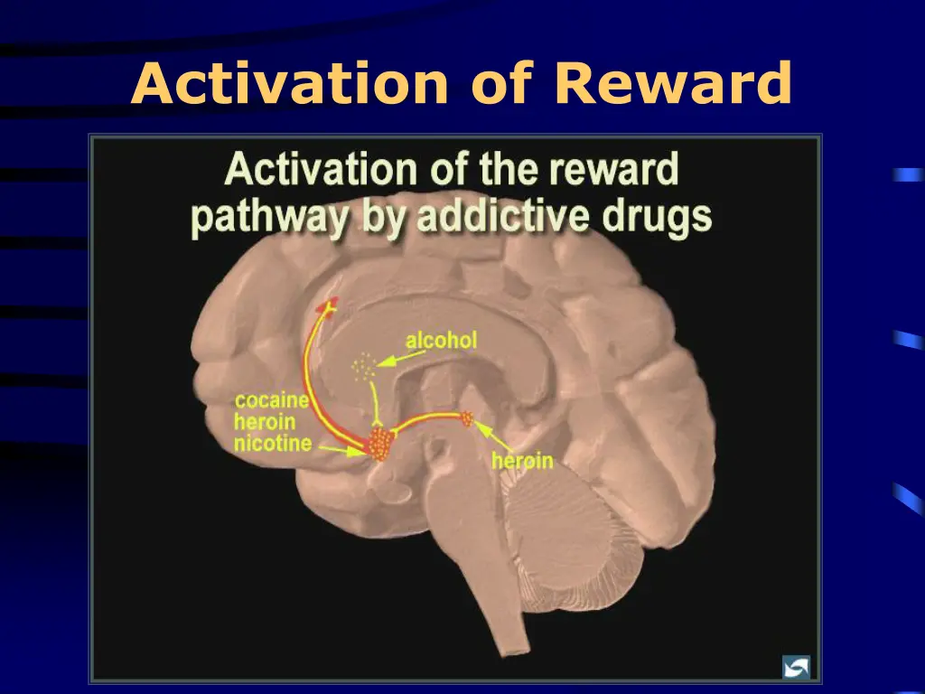 activation of reward