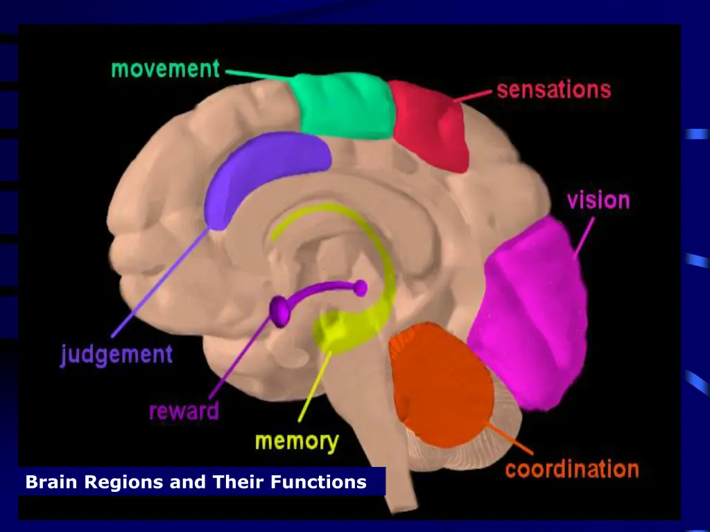 brain regions and their functions