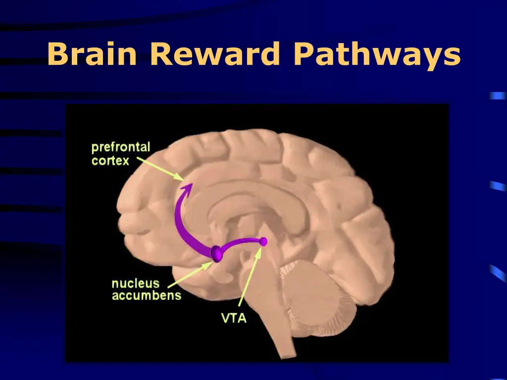 brain reward pathways