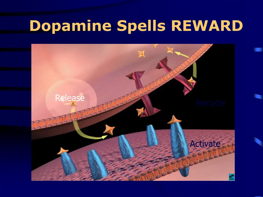 dopamine spells reward