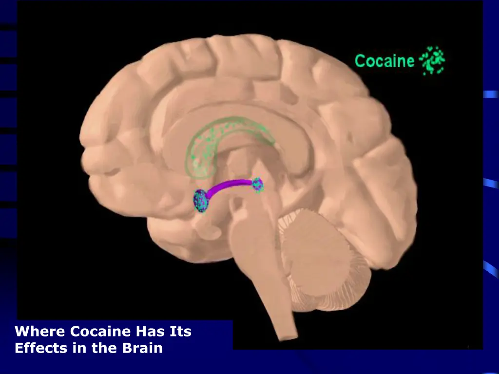 where cocaine has its effects in the brain