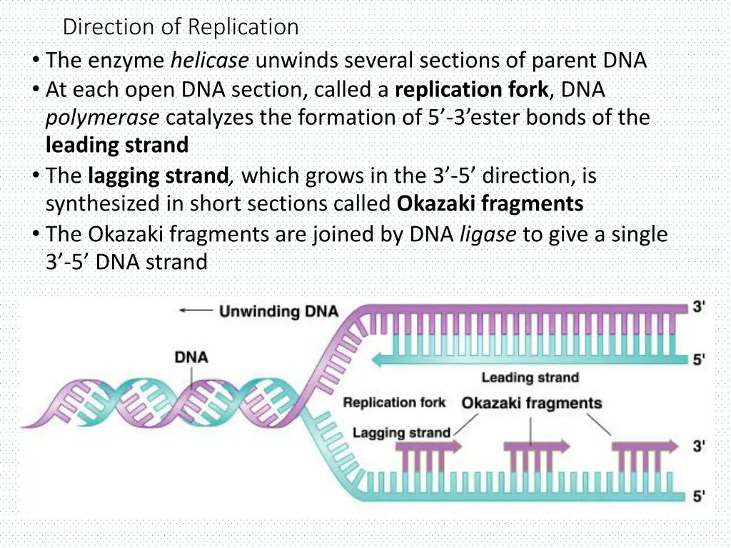 direction of replication the enzyme helicase