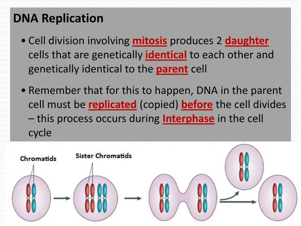 dna replication