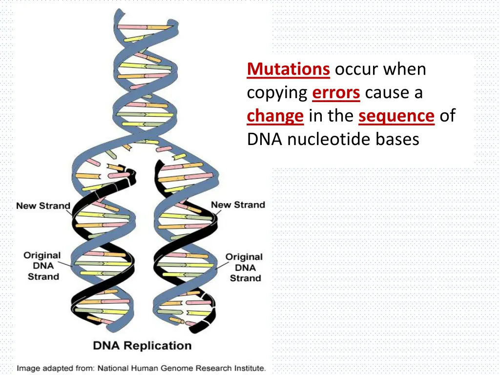 mutations occur when copying errors cause