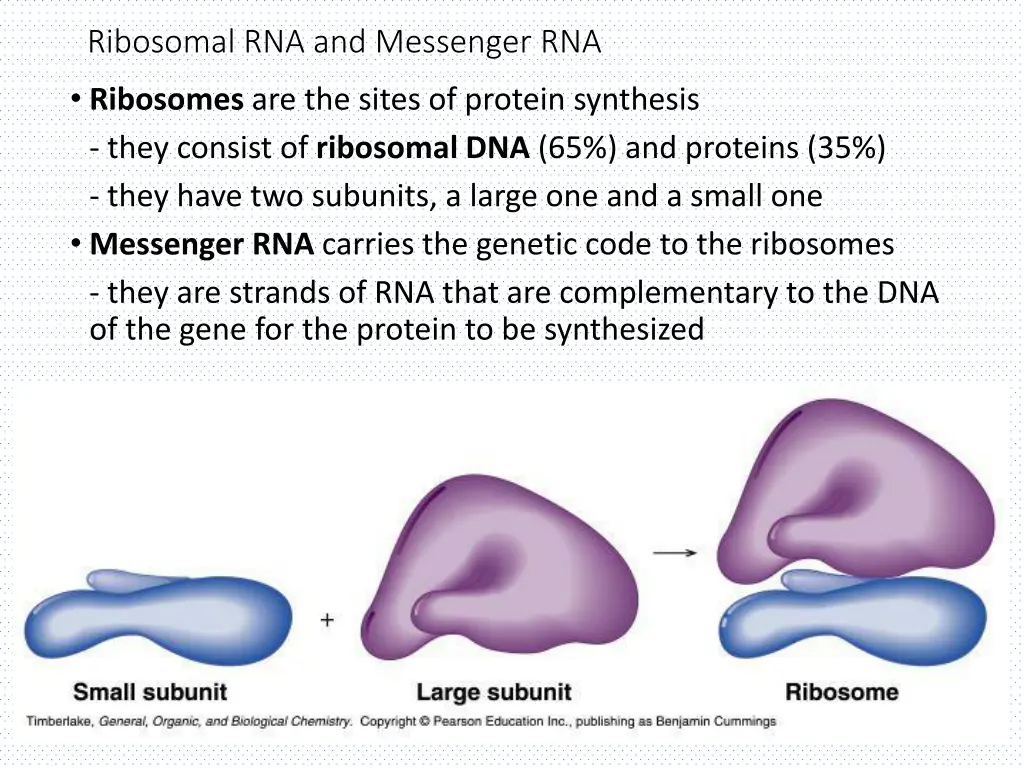 ribosomal rna and messenger rna