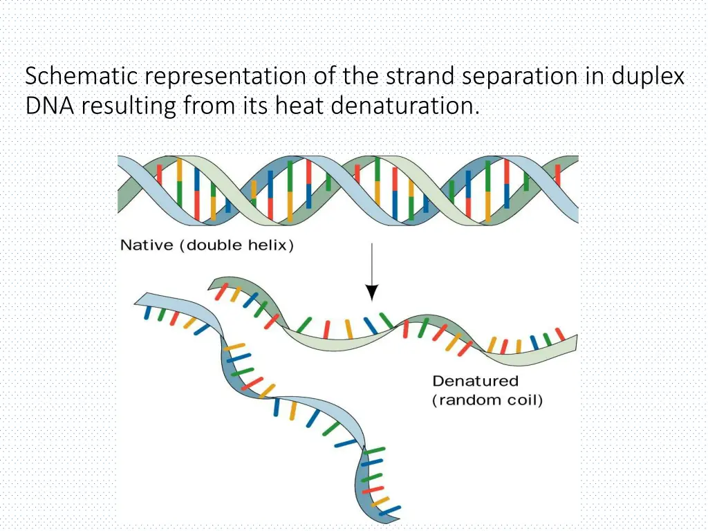 schematic representation of the strand separation