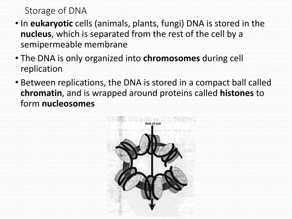 storage of dna in eukaryotic cells animals plants