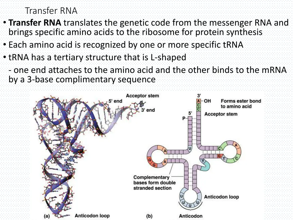 transfer rna transfer rna translates the genetic
