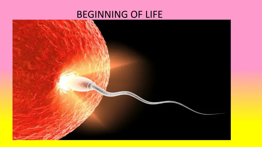 beginning of life