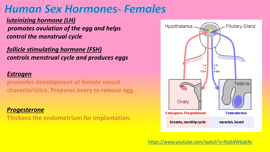 human sex hormones females