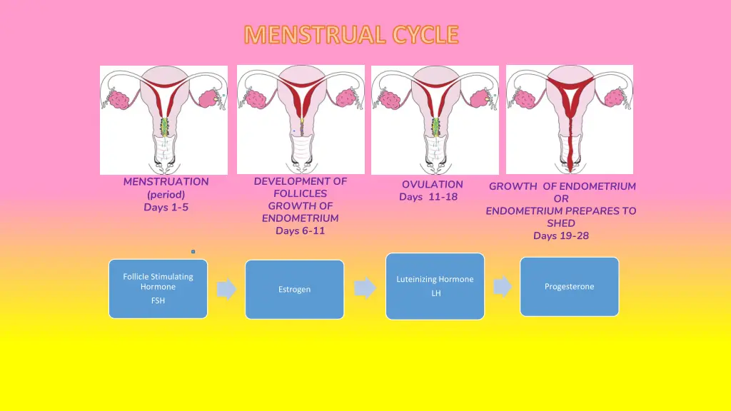 menstrual cycle