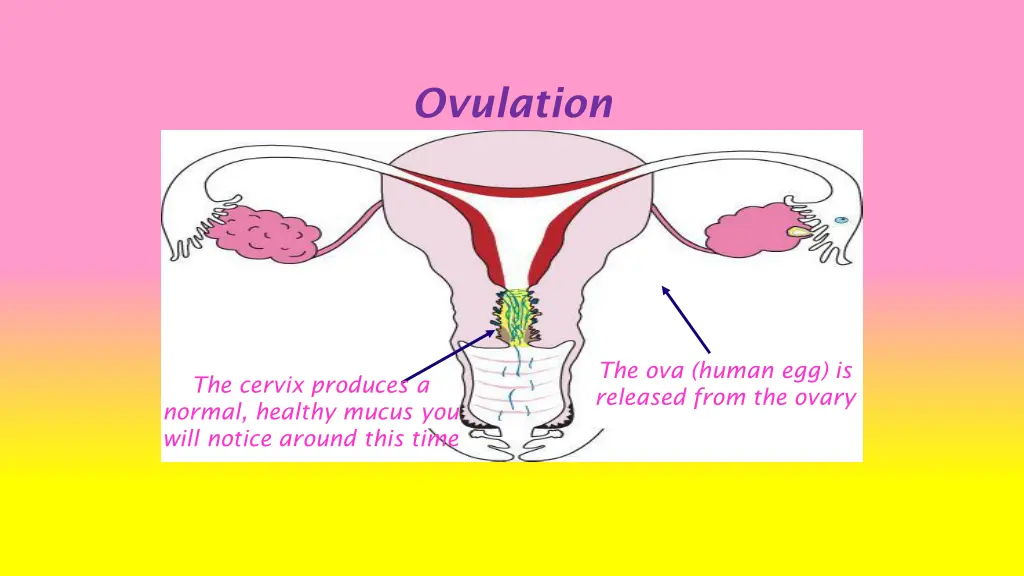 ovulation