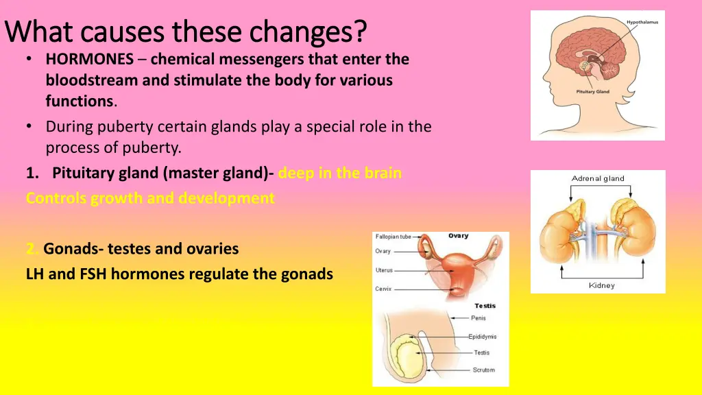 what causes these changes what causes these