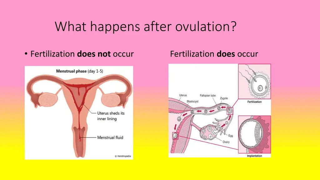 what happens after ovulation