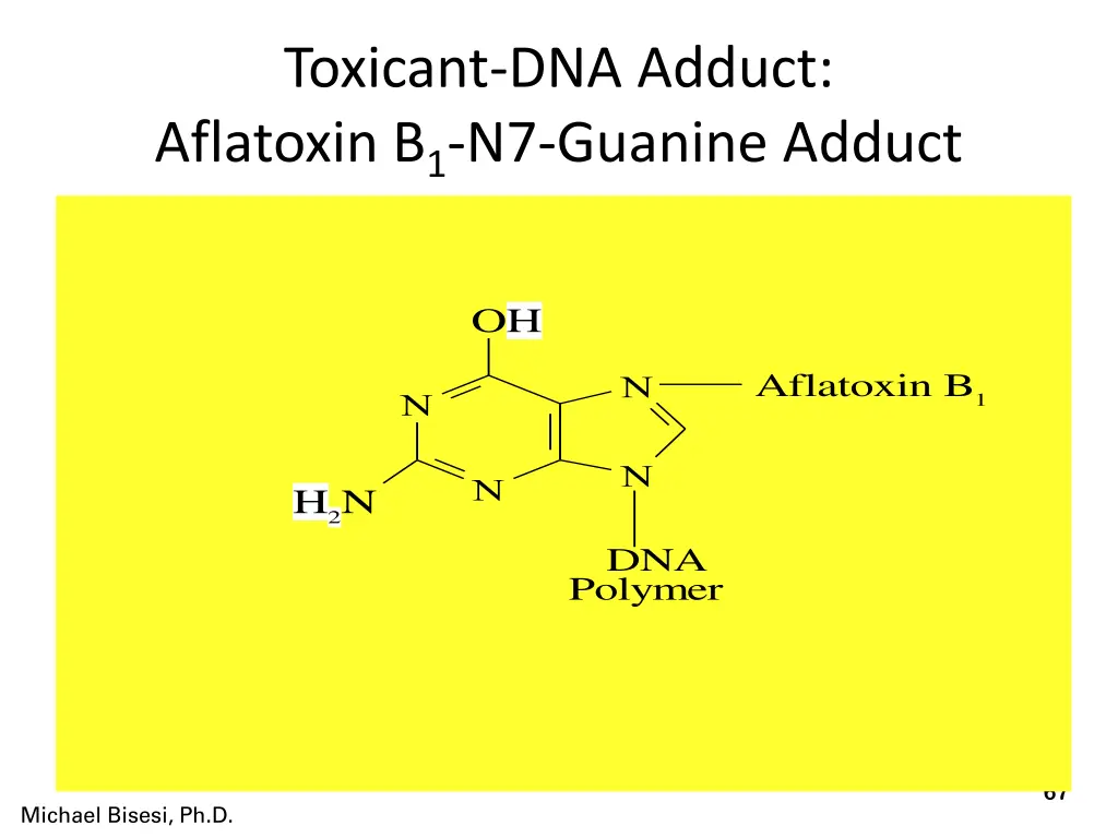 toxicant dna adduct aflatoxin b 1 n7 guanine