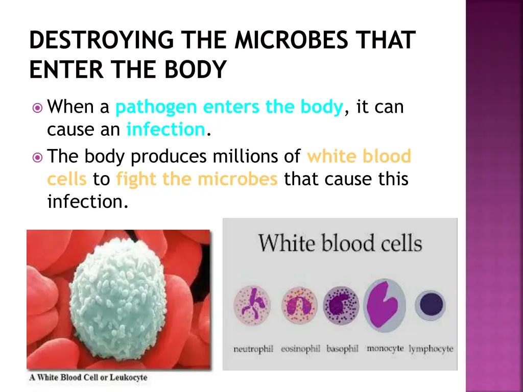 destroying the microbes that enter the body