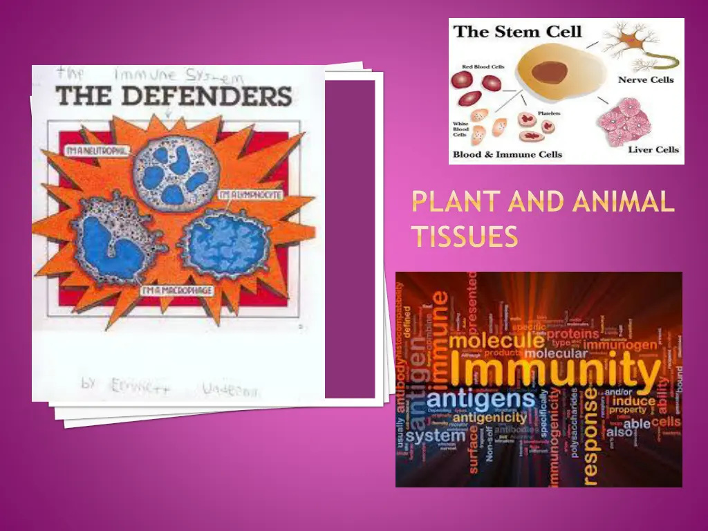 plant and animal tissues