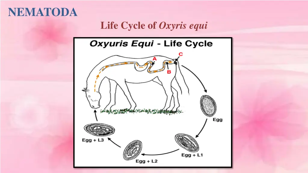 nematoda 5