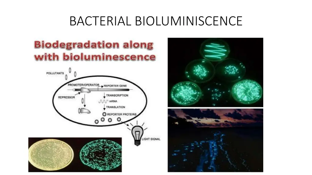 bacterial bioluminiscence