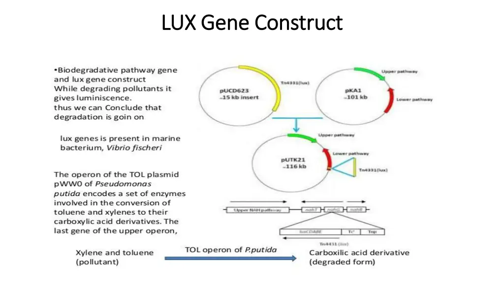 lux gene construct lux gene construct