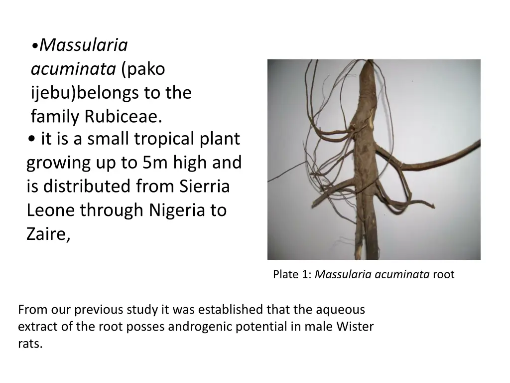 massularia acuminata pako ijebu belongs