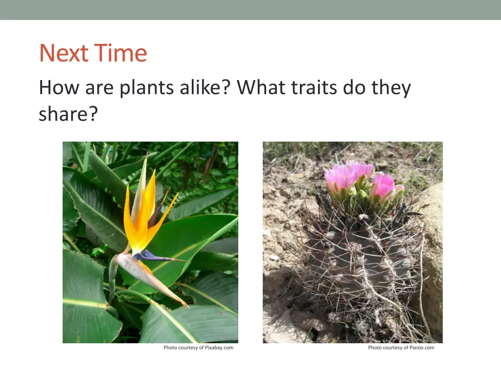 next time how are plants alike what traits