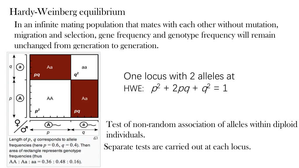 hardy weinberg equilibrium in an infinite mating