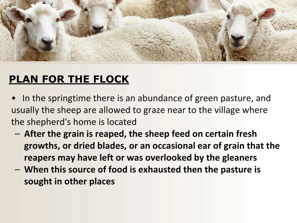 plan for the flock 1