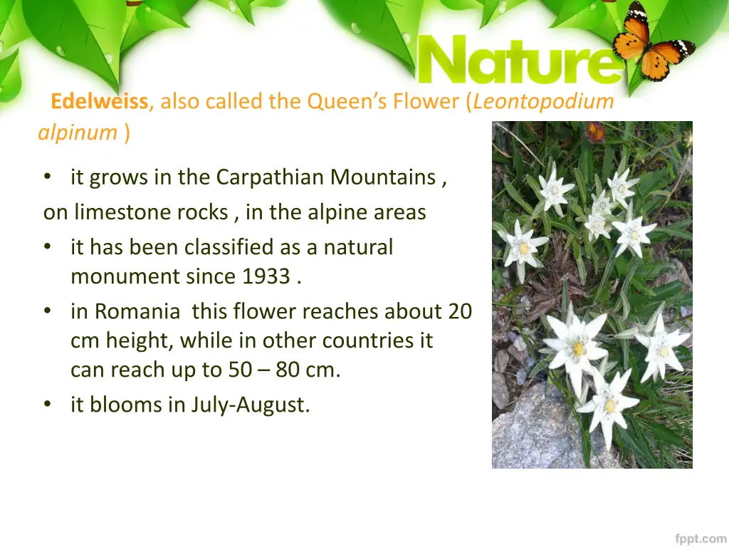 edelweiss also called the queen s flower