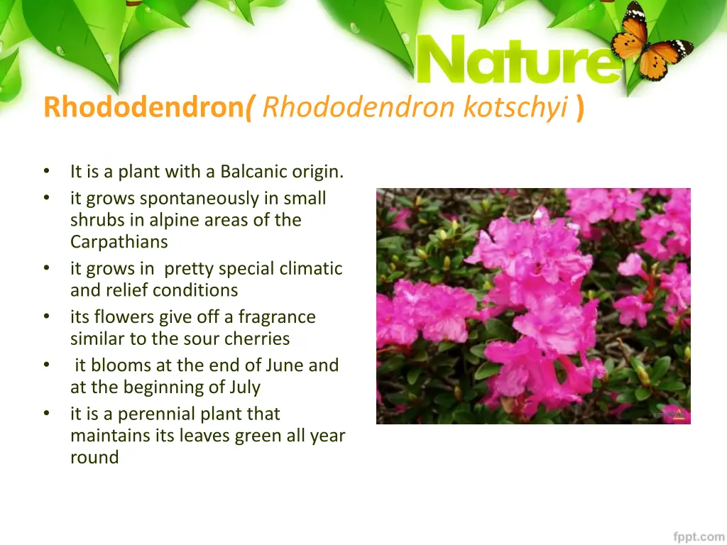 rhododendron rhododendron kotschyi