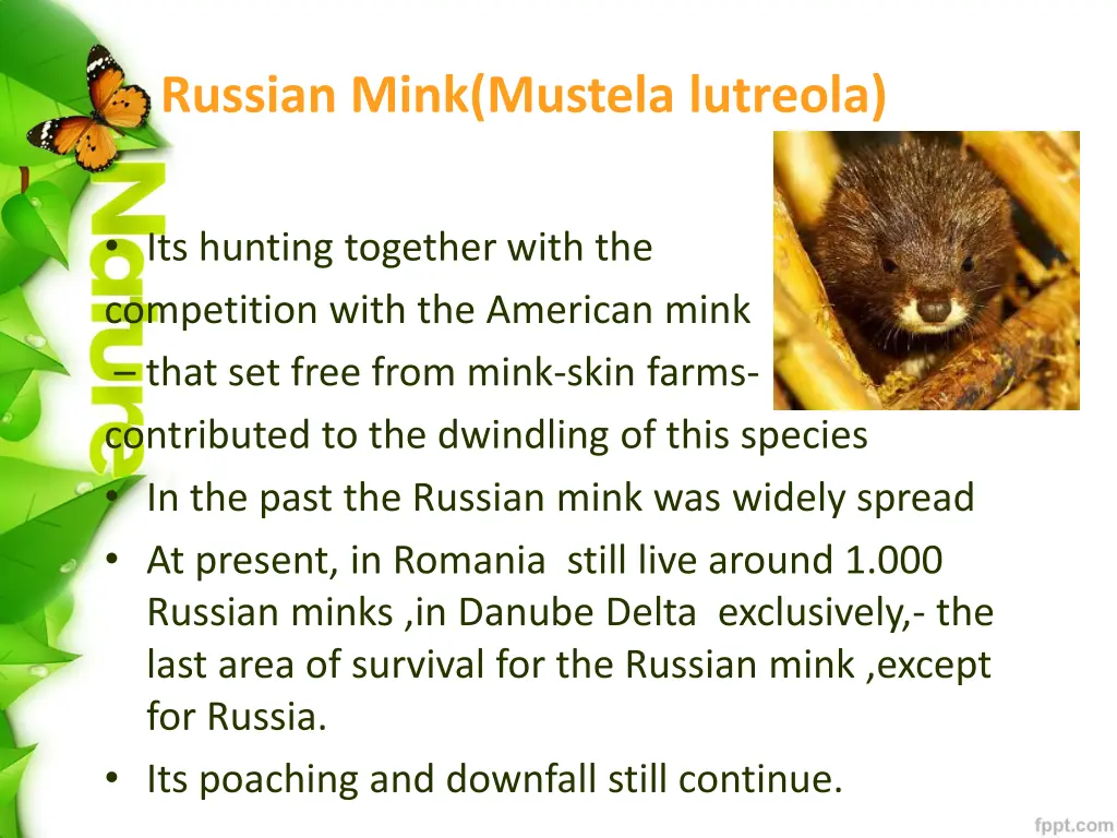 russian mink mustela lutreola
