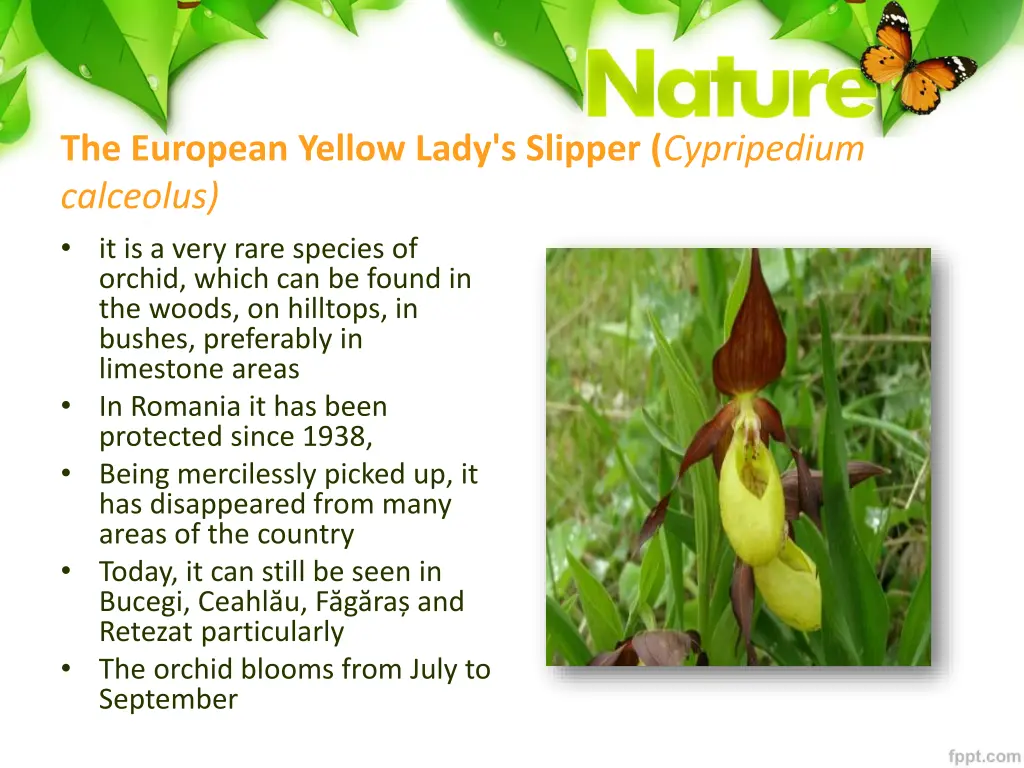 the european yellow lady s slipper cypripedium